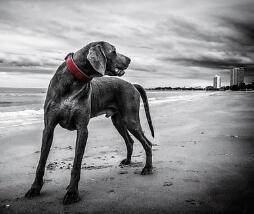 狼青犬生长速度太惊人，吓到无数铲屎官！