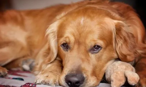 你们知道金毛会被蚊子咬吗？