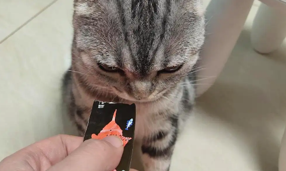 猫咪为什么那么爱吃猫条？喂食猫条的注意事项都在这里