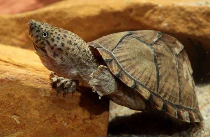 剃刀龟喂什么长得快？可以来了解下