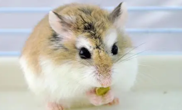 仓鼠可以用卫生纸当垫料吗？此文有答案！