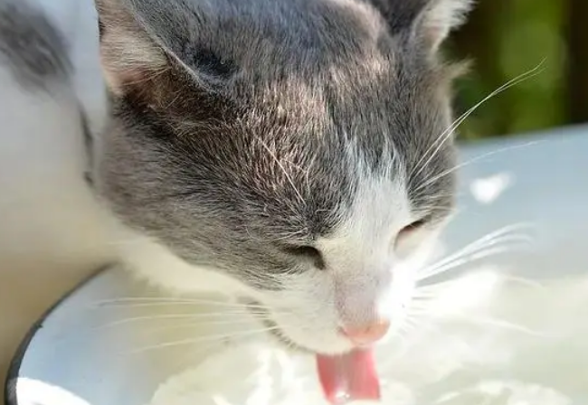 猫中暑可以喝淡盐水吗？来这里告诉你答案