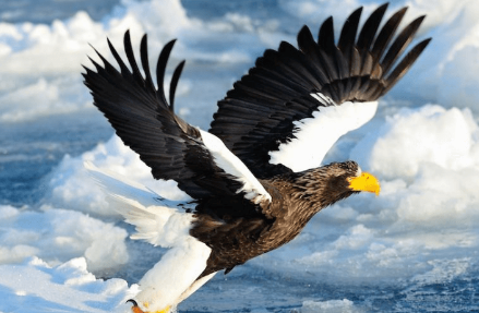 海雕会吃些啥，感兴趣的小伙伴快来看看吧！