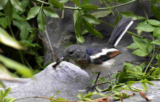 如何让四喜鸟洗澡？本篇文章教你