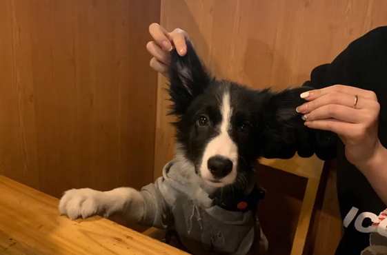 好奇，边牧会立耳吗？