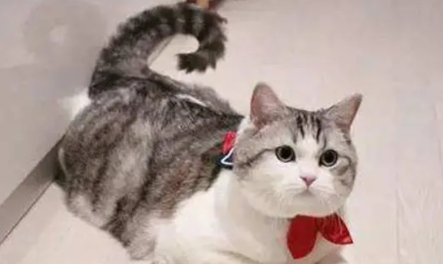 猫咪对猫砂兴趣很高，明明还有很多玩具，为何对猫砂情有独钟呢？