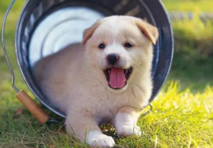 如何防止狗在轿车轮胎上尿尿呢？这篇文章给你答案