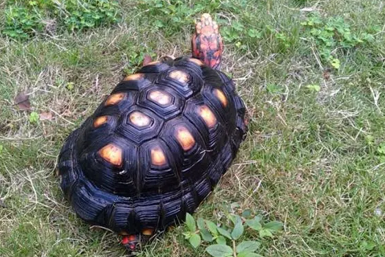 哥伦比亚红腿陆龟的寿命多长？来get一下吧