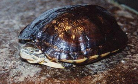 腊戍拟水龟能活多久？龟友真的了解吗？