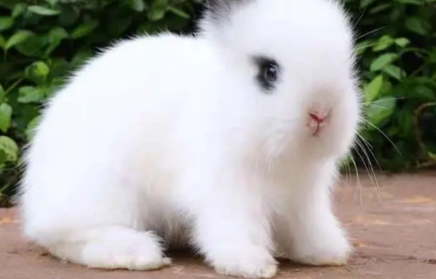 侏儒海棠兔的食物选择看这就够了! 侏儒海棠兔的食物选择看这就够了!