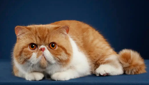 加菲猫的基因缺陷有哪些？说完你可能不信？