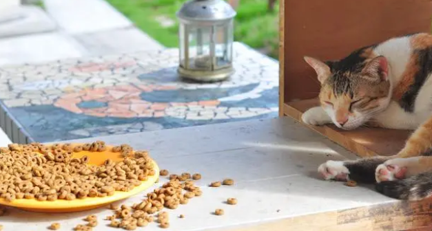 猫为什么需要吃罐头？猫粮和猫罐头的比较