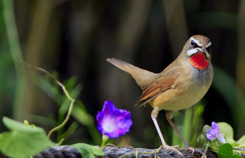 红靛颏几月份大叫红靛颏几月份大叫？一般是这个时间