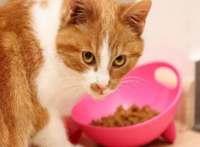 猫咪食量怎么计算？不妨来看看吧