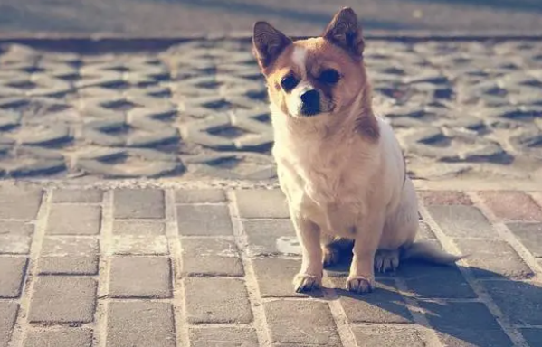 狗狗驱虫：体外驱虫与体内驱虫要一起进行