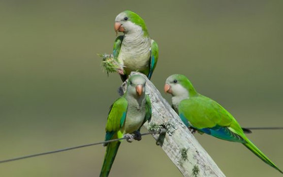 快来看:和尚鹦鹉怕冷吗? 快来看:和尚鹦鹉怕冷吗?