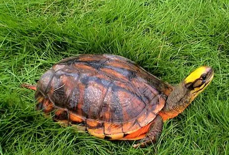 石金钱龟可以和鱼一起养吗？来看看就知道了