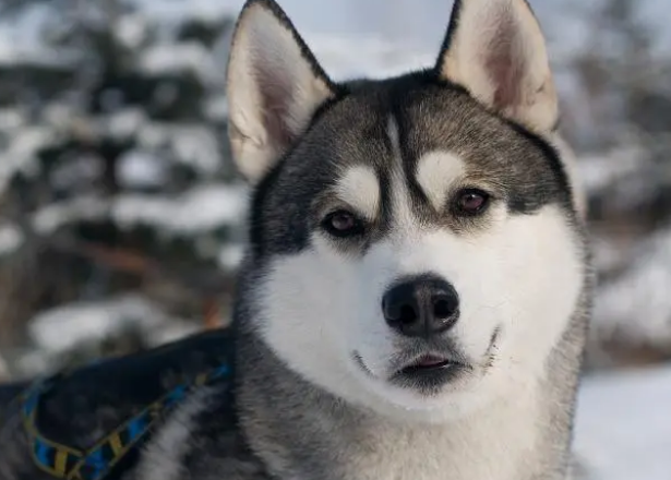 简单实用,二哈都能学会!用狗尿垫训练狗狗在家大小便 简单实用,二哈都能学会!用狗尿垫训练狗狗在家大小便