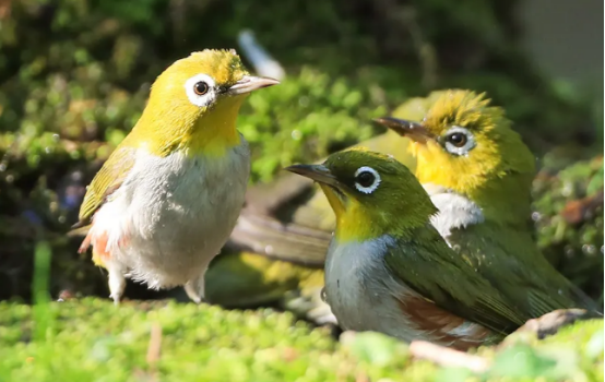 红胁绣眼鸟公母怎么分,这份知识科普值得get 红胁绣眼鸟公母怎么分,这份知识科普值得get