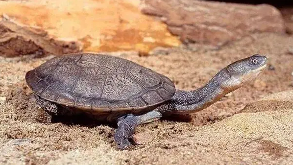 你们说，长颈龟吃虾吗？