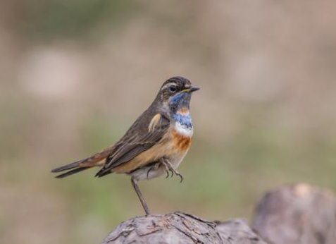 红靛颏和蓝靛颏哪个贵？价格竟相差这么大
