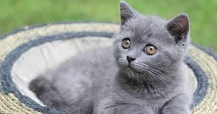 【养宠小知识】猫感冒药哪个牌子好 【养宠小知识】猫感冒药哪个牌子好