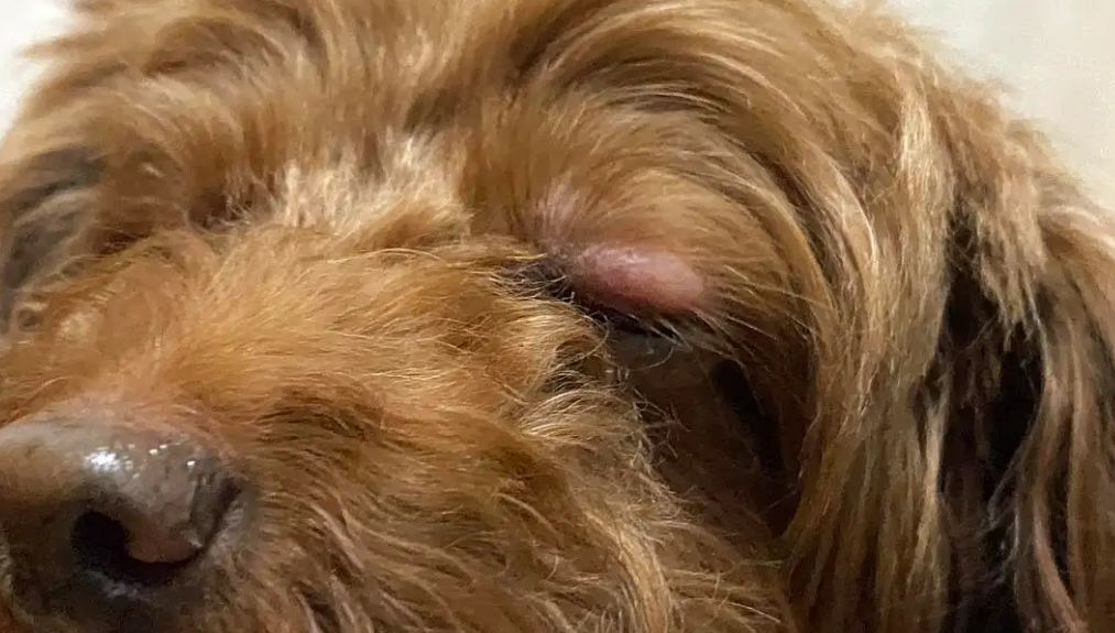 狗眼睛红肿突出是怎么回事,你一定要看 狗眼睛红肿突出是怎么回事,你一定要看