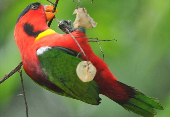 黄兜吸蜜鹦鹉多少钱?想养的来了解下吧 黄兜吸蜜鹦鹉多少钱?想养的来了解下吧