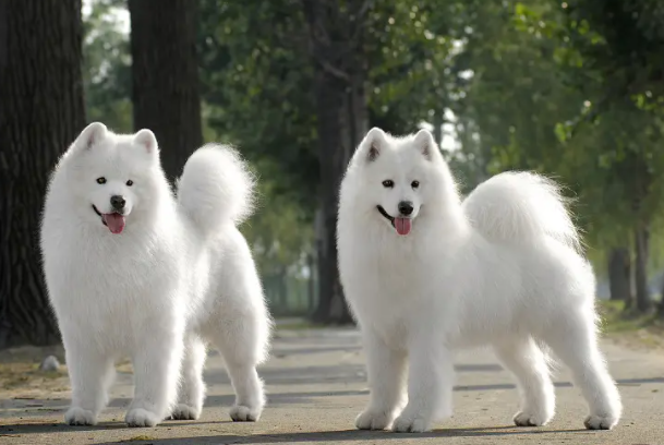 两个月的萨摩耶可以溜么？饲养需要注意什么？