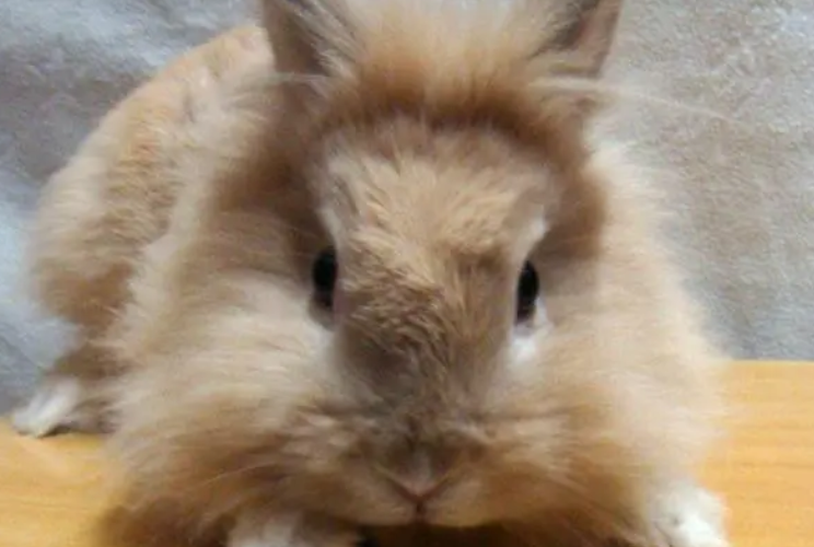 今日科普：狮子头兔怎么洗澡