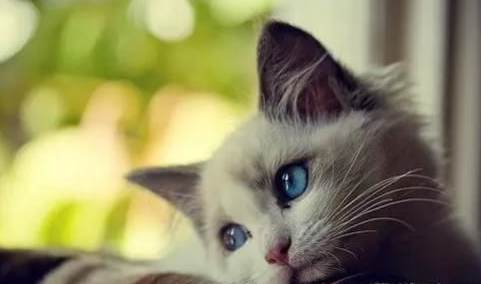 猫异食癖是缺什么微量元素 猫异食癖是缺什么微量元素