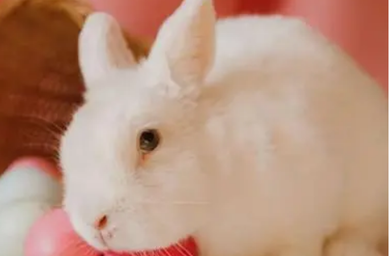 佛州大白兔多少钱一只？新手一定要看