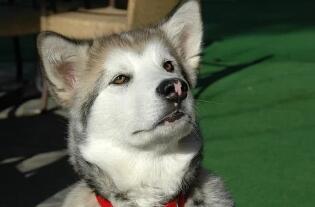 有点笨阿拉斯加雪橇犬，为什么受这么多人欢迎？