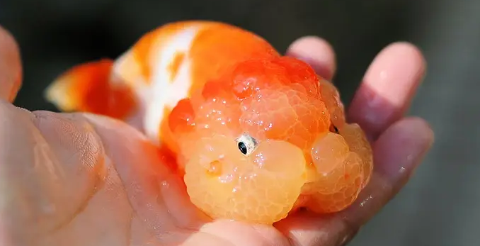 想知道武汉猫狮和什么鱼混养好？可以来这看看！