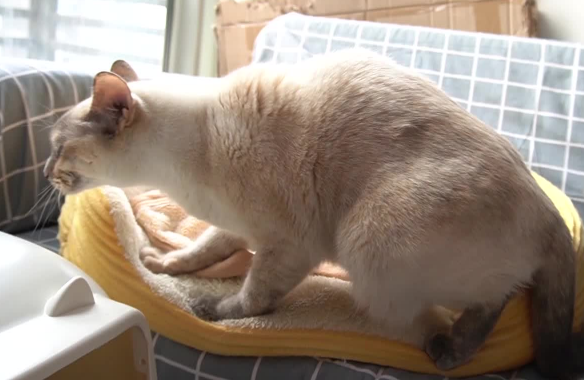 如何回应猫咪踩奶?主人来学习下吧 如何回应猫咪踩奶?主人来学习下吧