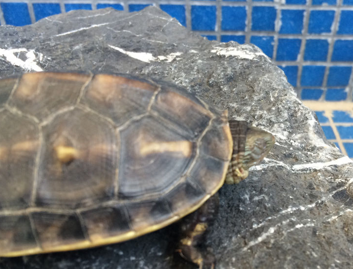 宠主注意啦,乌龟流鼻涕可能是出现了这几种情况! 宠主注意啦,乌龟流鼻涕可能是出现了这几种情况!