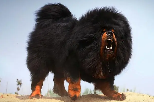 像狮子一样的狗品种叫什么？知道的说说吧！