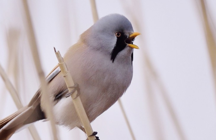 养鸟须知！文须雀是不是保护动物？