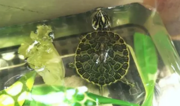 小乌龟多久喂一次龟粮，每次喂多少？