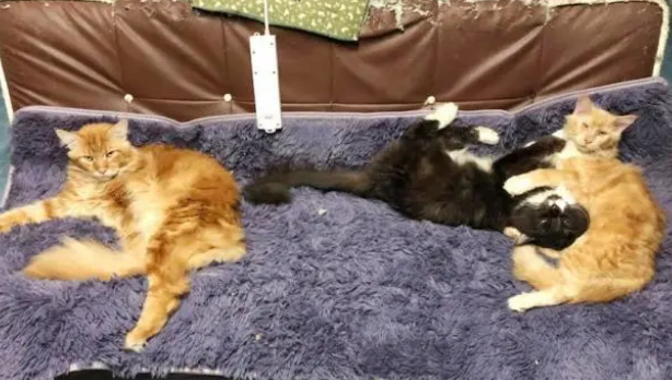 有了猫抓板，猫咪还是挠家具？