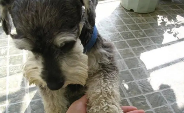 小狗多大可以洗澡，要关注洗澡细节