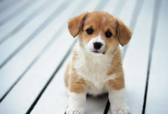 狗狗回家不愿进笼子？这三种方法屡试不爽