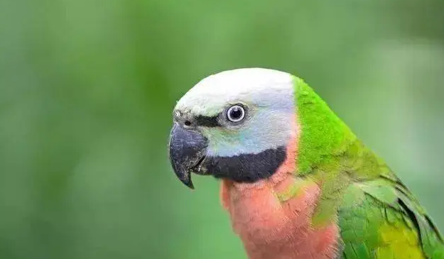 鹦鹉小知识：大绯胸鹦鹉的喂食要点是什么？