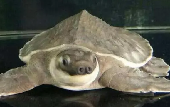 猪鼻龟腐皮是什么原因?主人要来看看 猪鼻龟腐皮是什么原因?主人要来看看