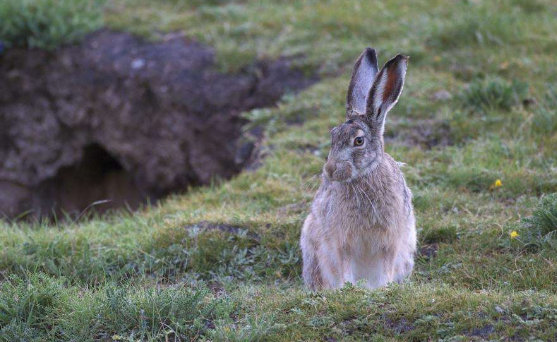 灰尾兔吃什么为食？看看本文学习下吧