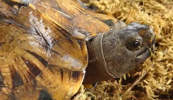 亚洲山龟吃什么？看完你就明白了