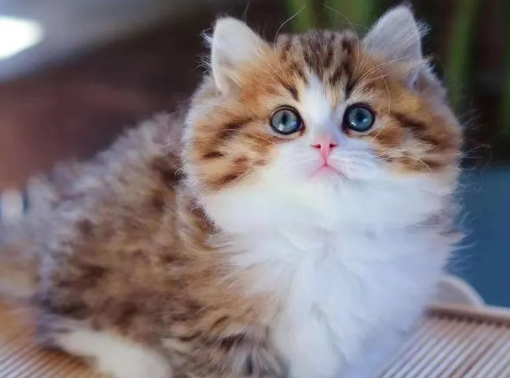 高地和拿破仑猫的区别?不清楚的看这里~