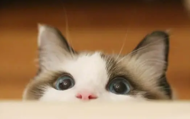 化毛球片好用吗？和猫草比哪个化毛效果更好？