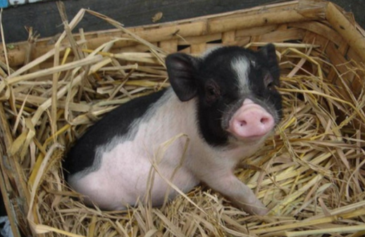 小香猪多大可以繁殖？这篇文章有答案！