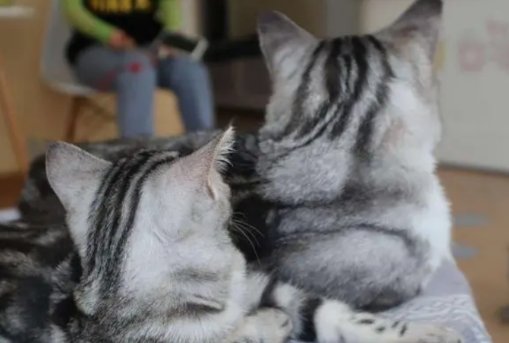 猫咪益生菌避坑指南，这样喂才有效果